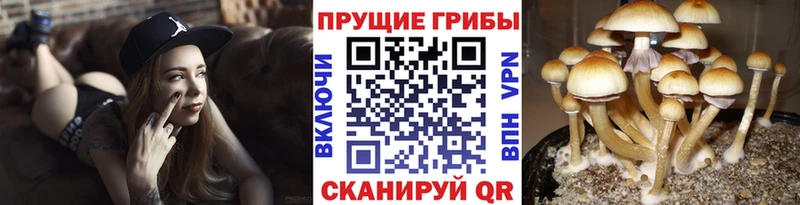 Галлюциногенные грибы Magic Shrooms  МЕГА зеркало  Комсомольск  где продают  